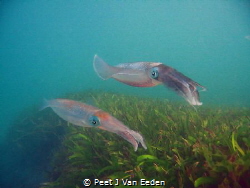 Patrolling. 

Cuttlefish guarding their eggs by Peet J Van Eeden 